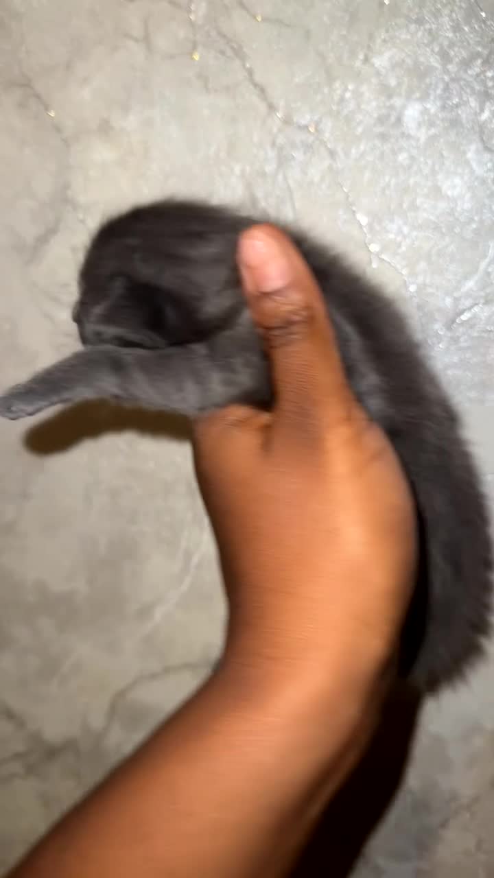 Mixed Breed cats for sale: * Beautiful Grey & Blue Tortie Kittens  - Video 2