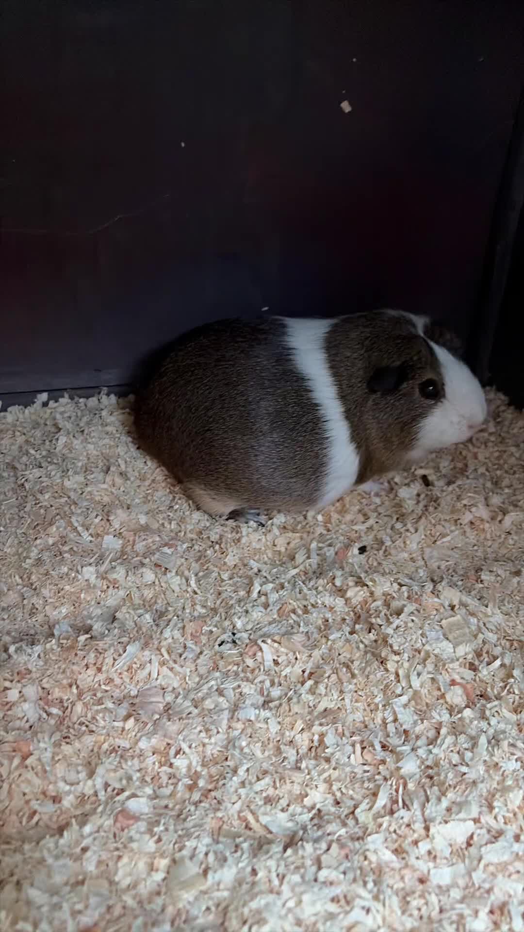 Guinea Pig rodents for sale: Baby boy guinea pigs for sale - Video 1