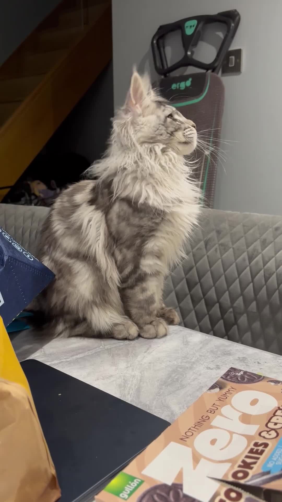 Maine Coon cats for sale: Main coon male sable tabby  in Widnes - Video 1