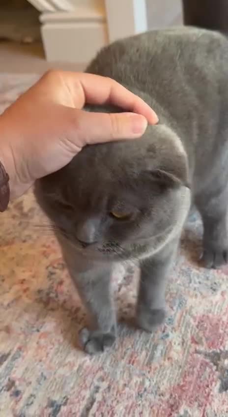 British Shorthair cats for sale: Beautiful Gentle Male British Shorthair - Video 1