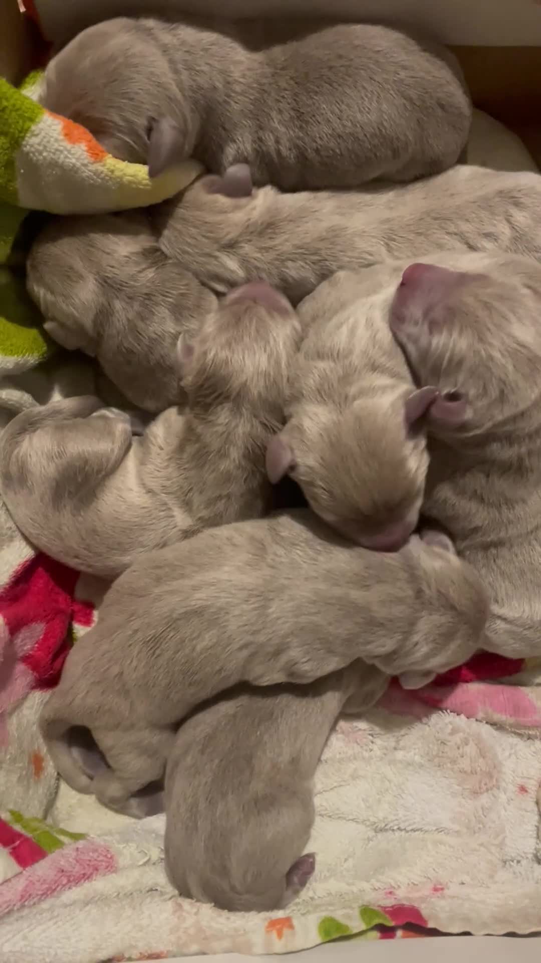 Labrador Retriever dogs for sale: Adorable KC (SILVER) labrador retriever puppies - Video 4