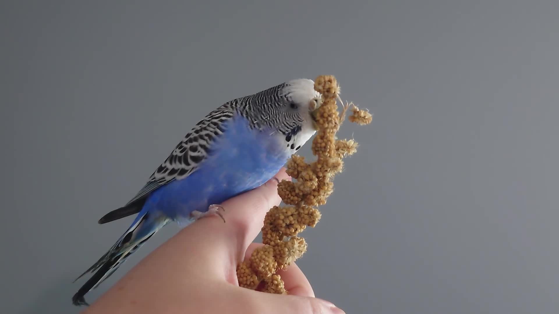 Mixed Breed birds for sale: Hand tame pair of budgies and semi tame Quaker  - Video 1