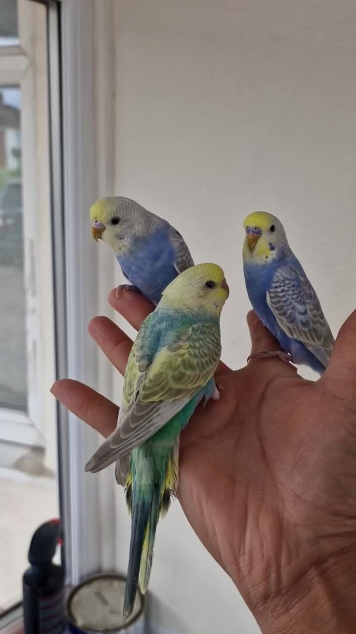 Budgerigars birds for sale: Super hand tamed baby budgies for sale  - Video 3