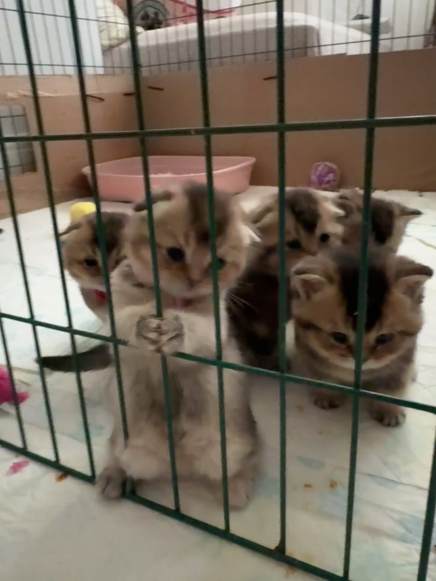 Scottish Fold cats for sale: Scottish fold and British shorthair kittens - Video 3