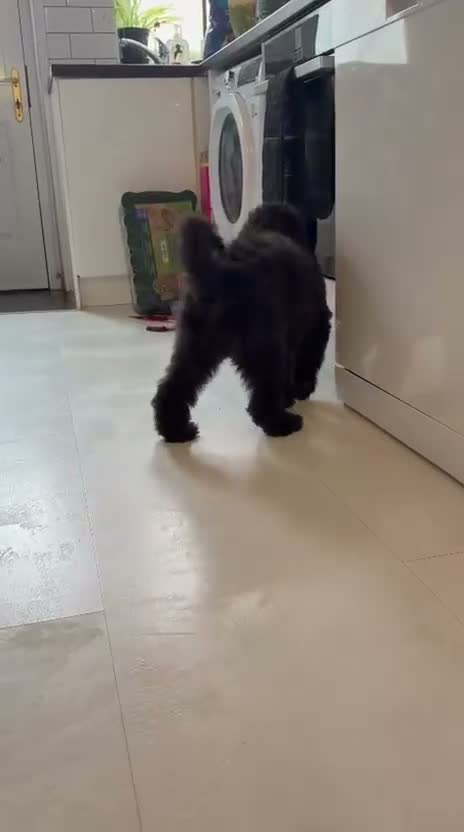 Standard Poodle dogs for sale: Amazing standard poodle babies - Video 1