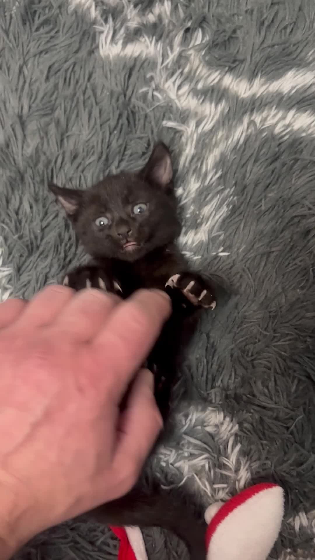 Mixed Breed cats for sale: Black kitten(boy) - Video 2