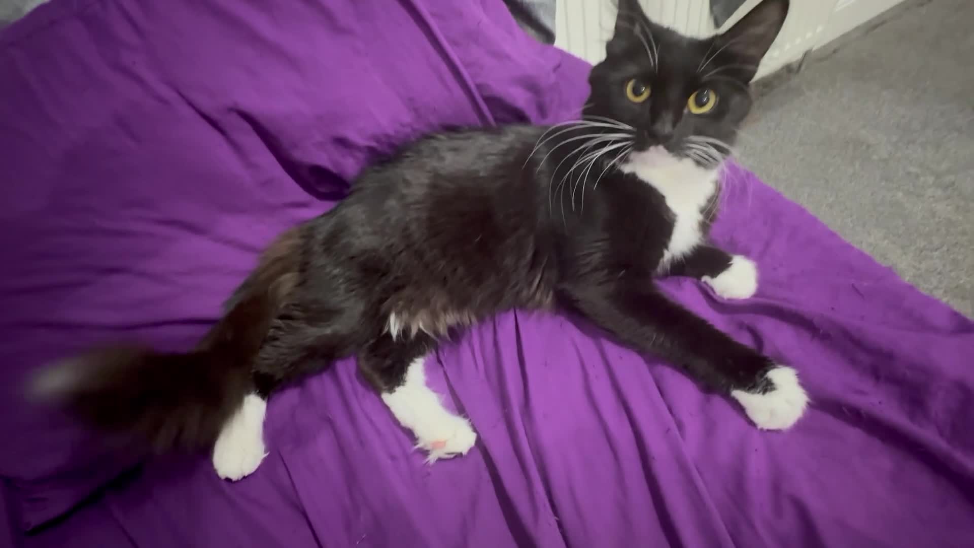 Mixed Breed cats for sale: Siberian Cat Looking for a New Home - Video 1