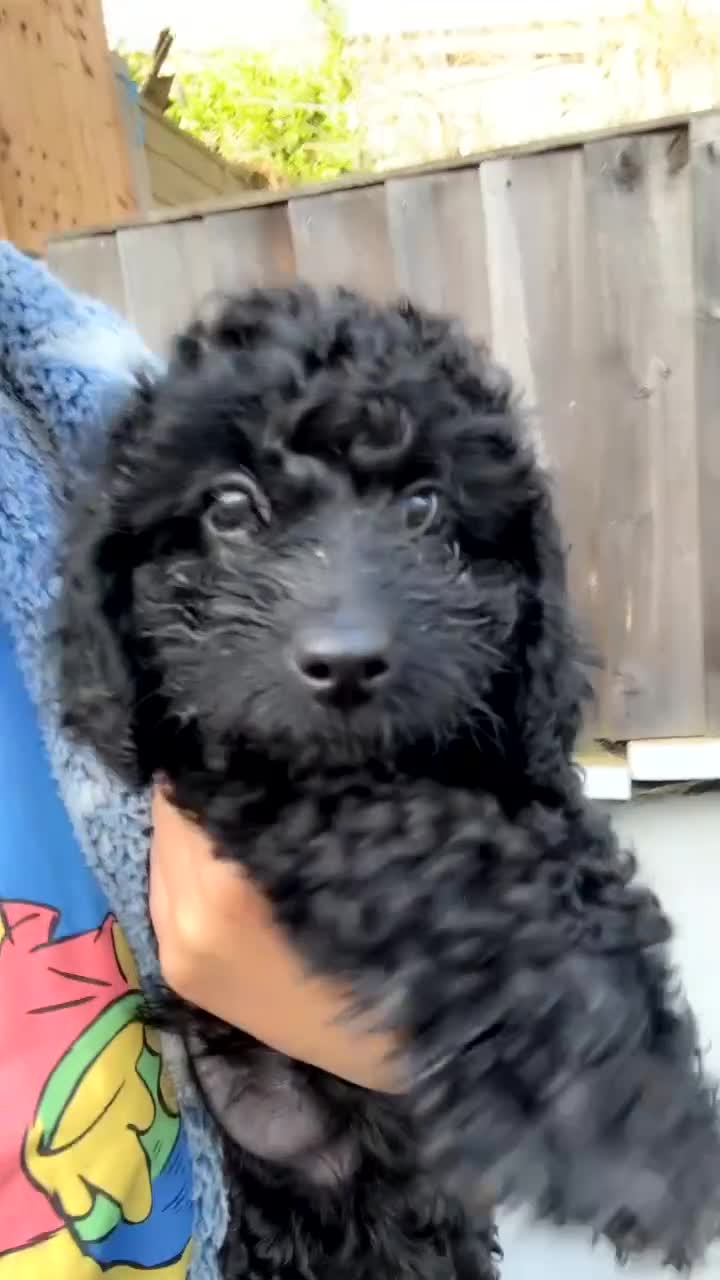 Cockapoo dogs for sale: FB1 Cockapoo  - Video 1