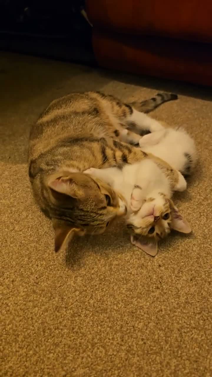 Mixed Breed cats for sale: Three beautiful kittens for sale  - Video 1
