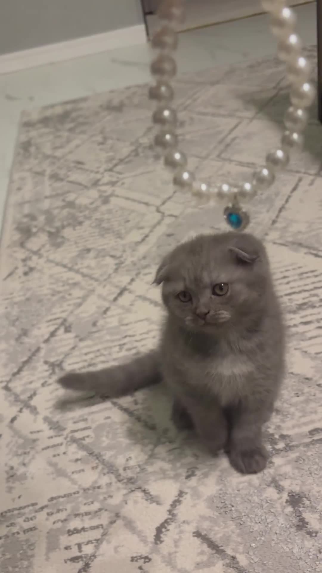 Scottish Fold cats for sale: Last Scottish Fold left - Video 3