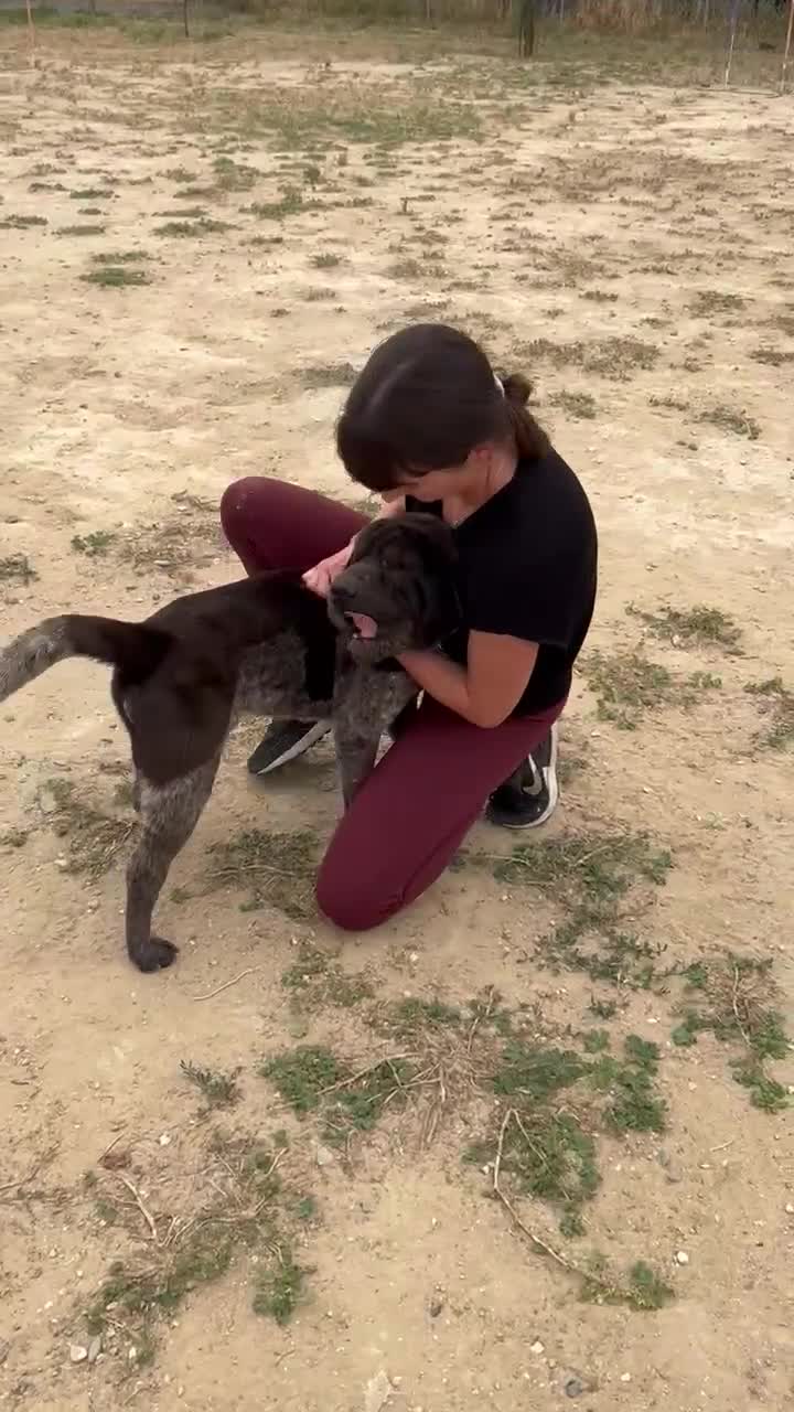Shar Pei dogs for adoption: Teddy, sharpei cross, is searching for his family  in Spilsby - Video 1
