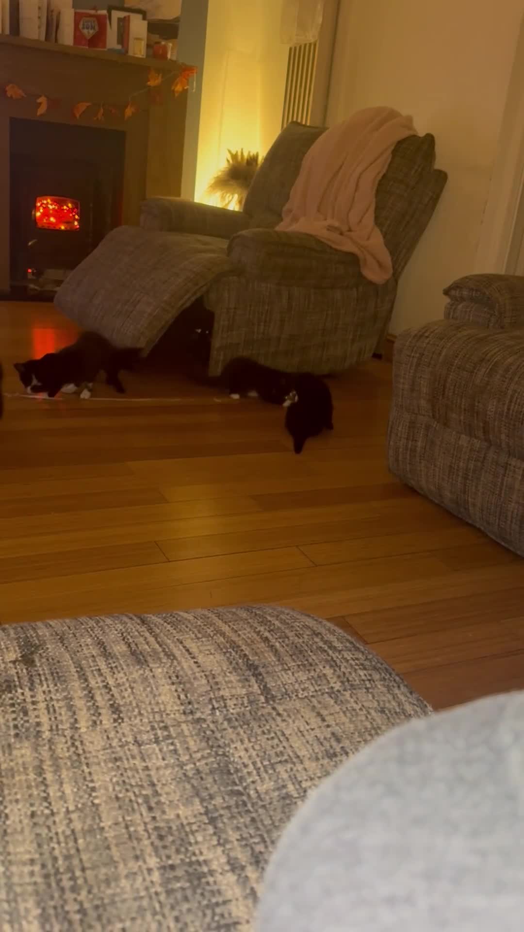 British Shorthair cats for sale: Six tuxedo kittens  - Video 1