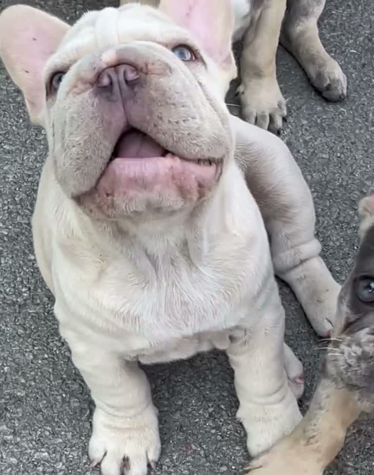 French Bulldog dogs for sale: KC QUALITY HEALTH TESTED FRENCH BULLDOG PUPPIES  - Video 1