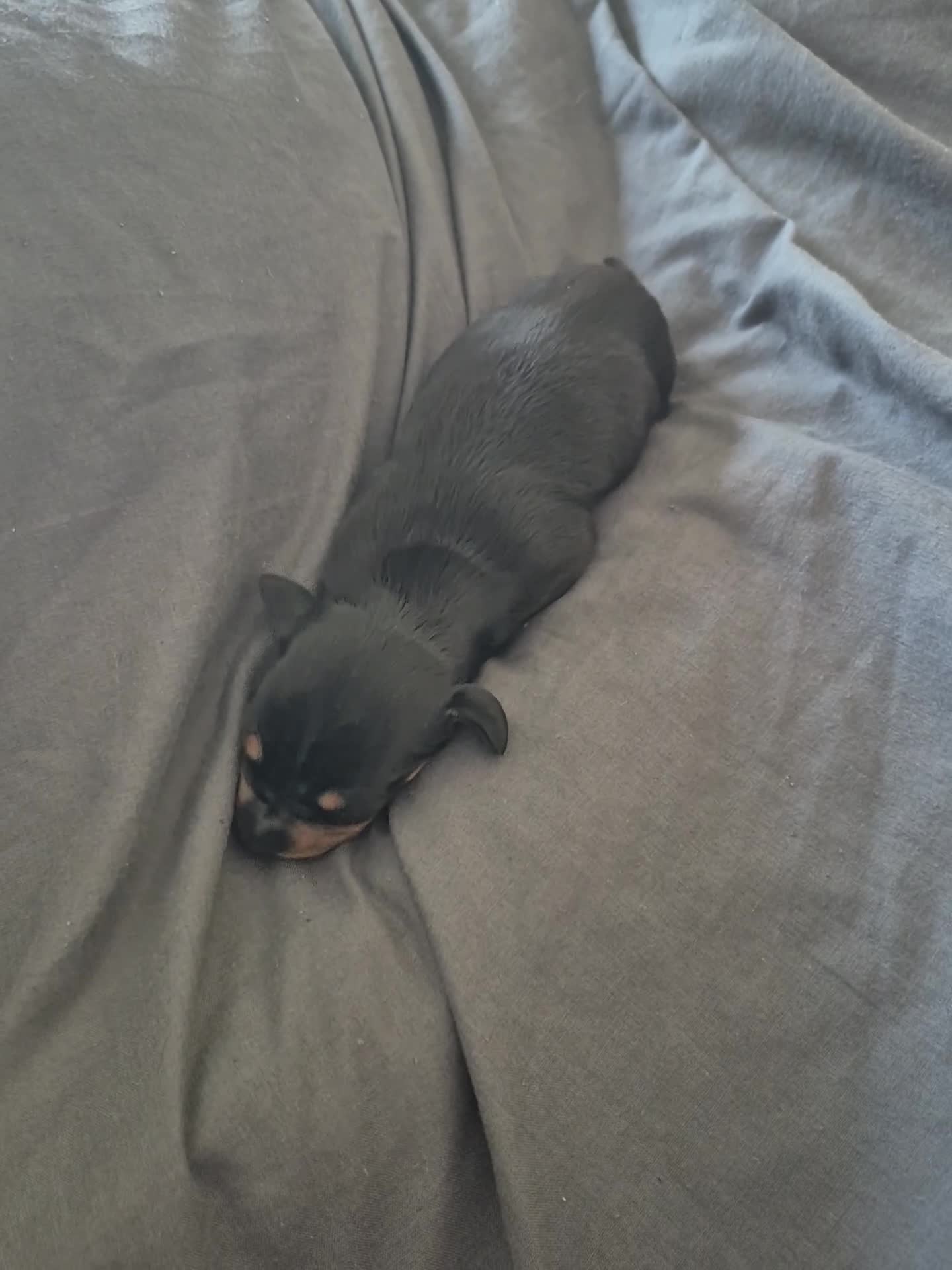 Miniature Dachshund dogs for sale: Miniature short haired Daschunds - Video 1
