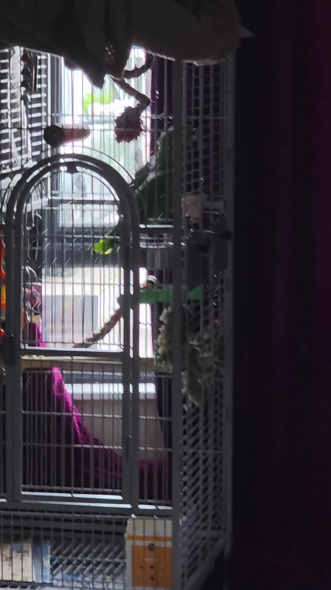 Parrots birds for sale: Amazon parrot 🦜  in Retford - Video 1