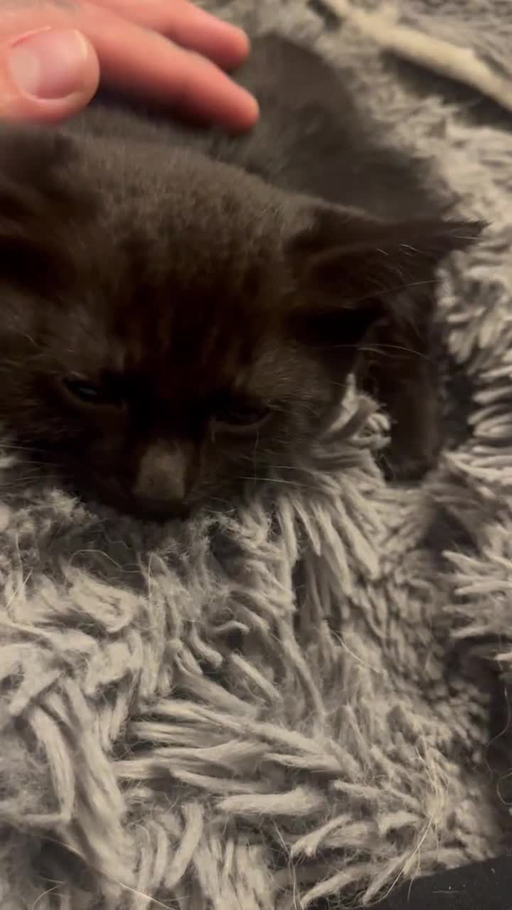 Mixed Breed cats for sale: 2 black girls 9 weeks old - Video 2