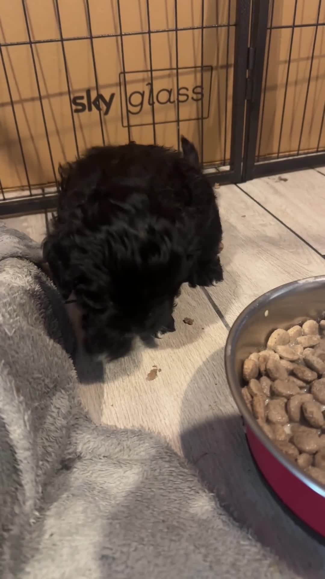 Cockapoo dogs for sale: 3 beautiful Cockapoo puppies - Video 2