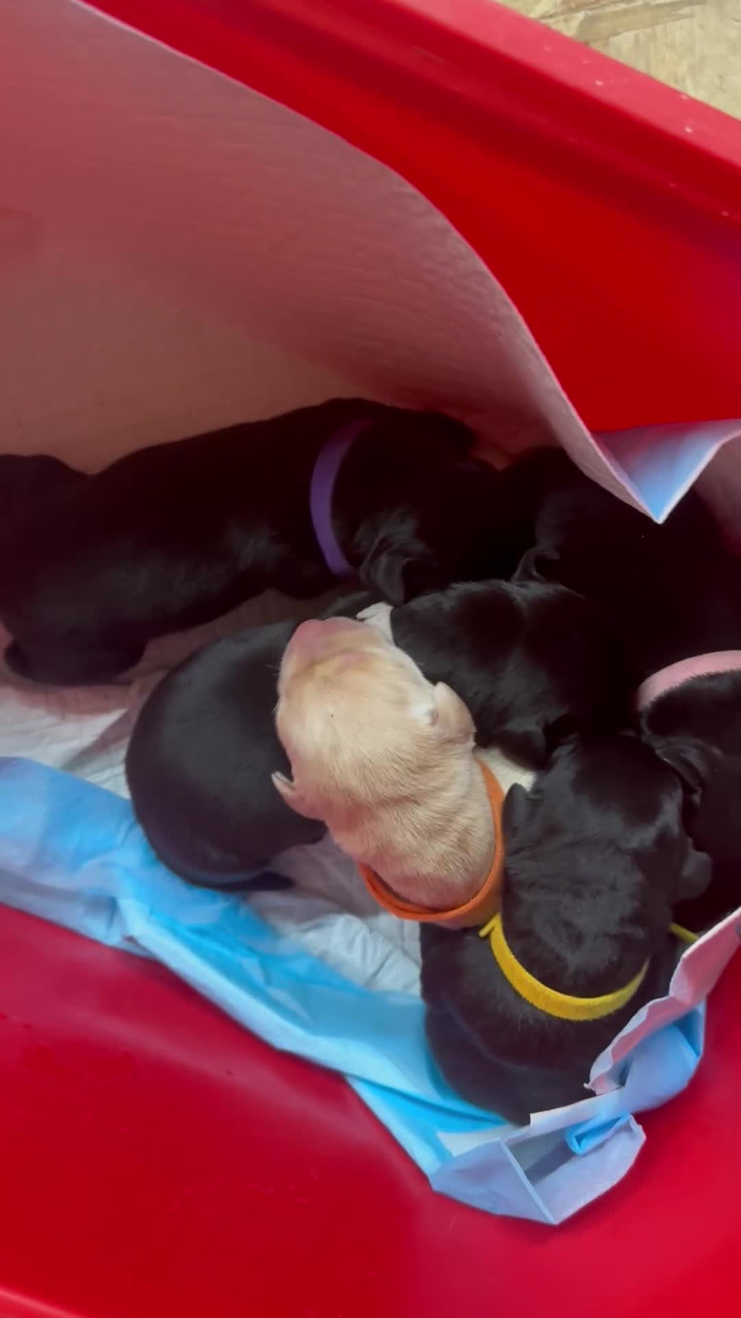 Labrador Retriever dogs for sale: 2024 IGL Winner Sired Puppies - Video 1