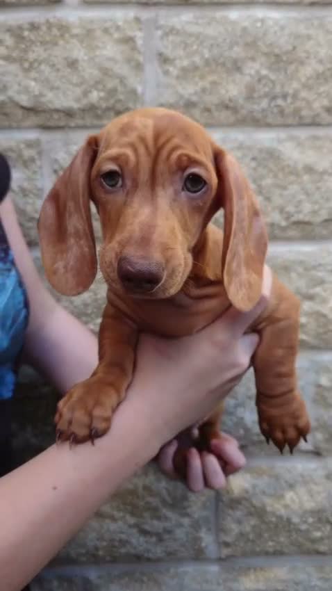 Miniature Dachshund dogs for sale: Beautiful Miniature Puppy Dachsung  - Video 1
