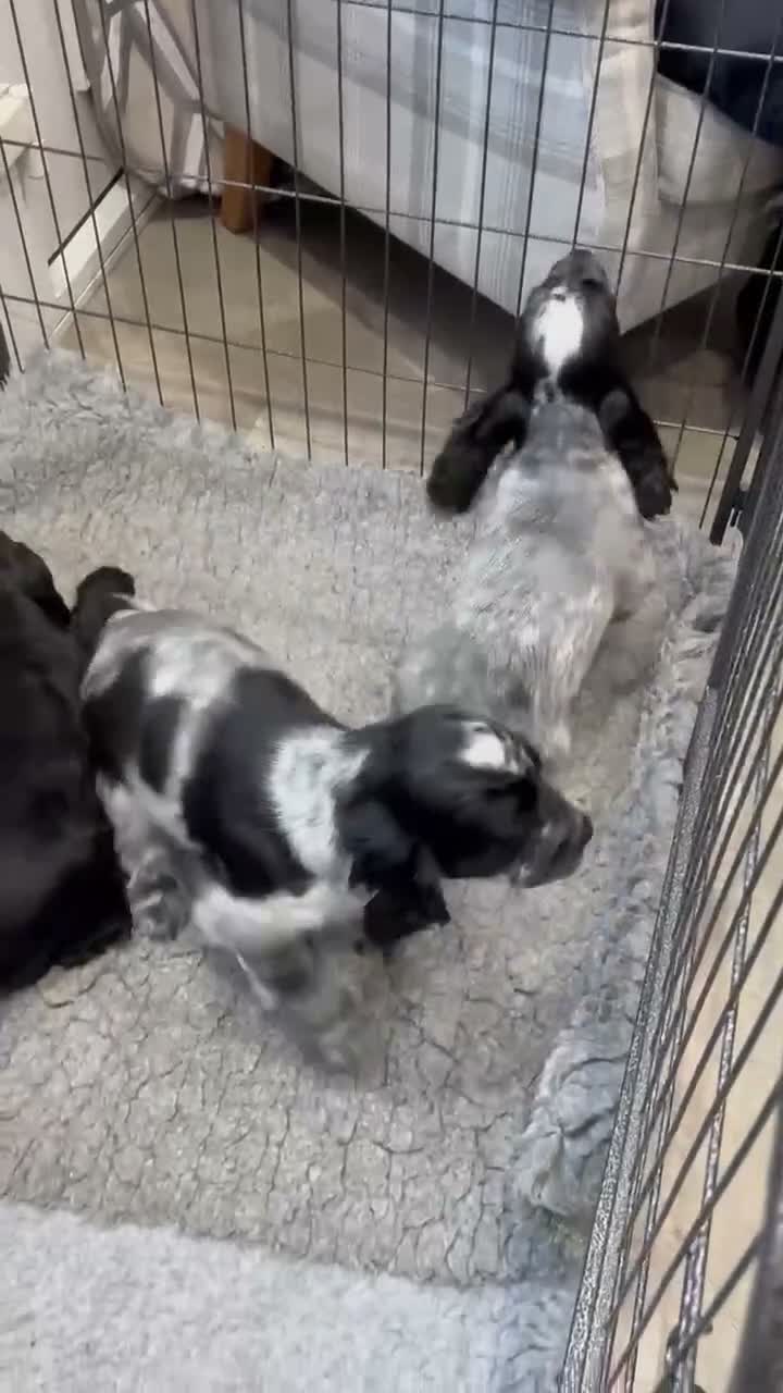 Cocker Spaniel dogs for sale: Extensively health tested show cocker spaniel pups - Video 3