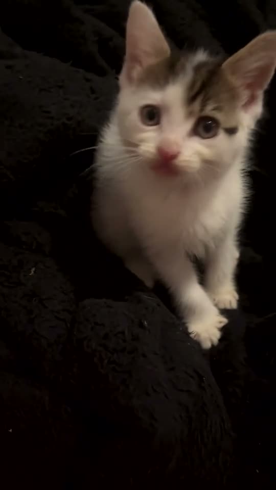 Domestic Shorthair cats for sale: Beautiful playful loving kittens  - Video 2