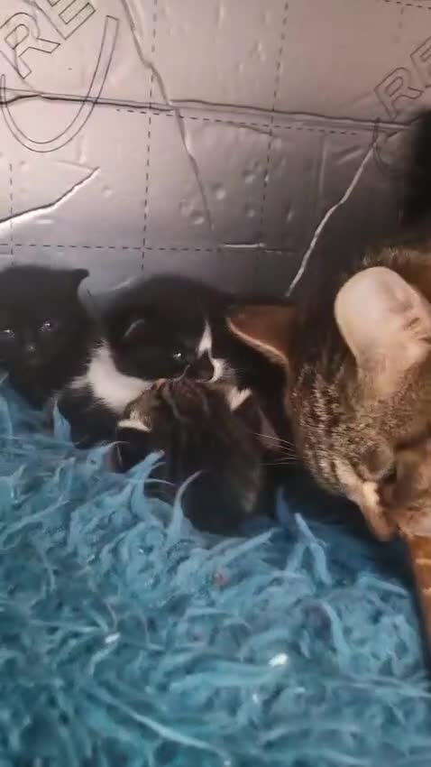 Mixed Breed cats for sale: Black kitten for sale male - Video 1