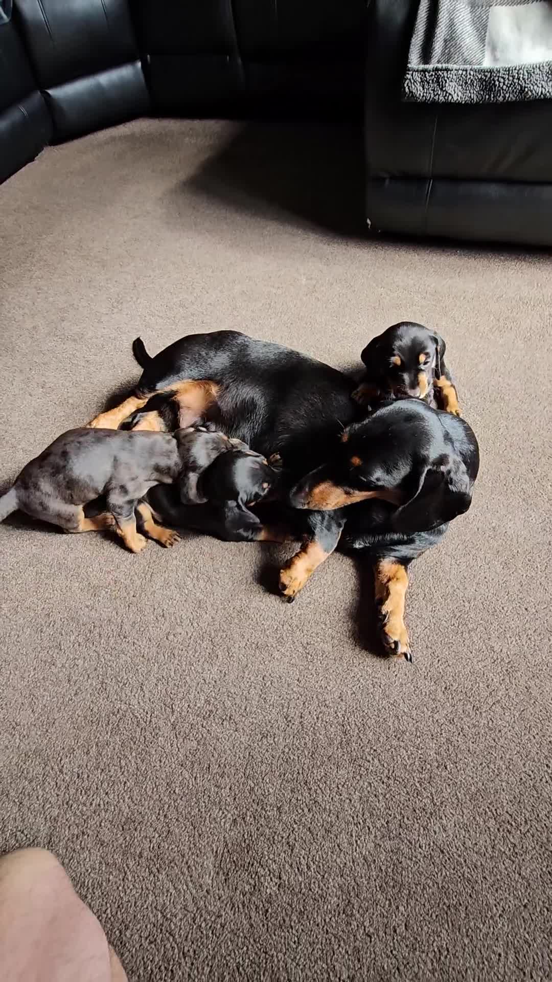 Dachshund dogs for sale: Adorable Dachshund Puppies - 1 Girl & 2 Boys - Video 3