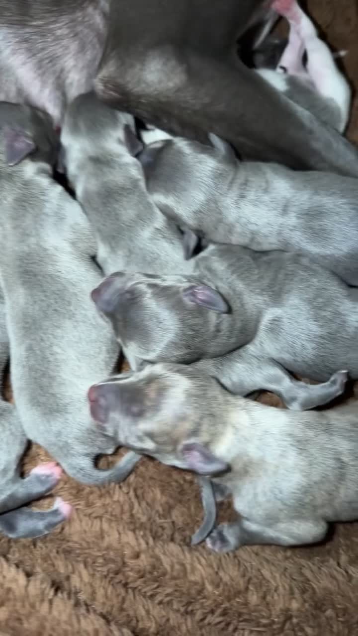 Whippet dogs for sale: KC REGISTERED BLUE WHIPPET PUPPIES  - Video 1