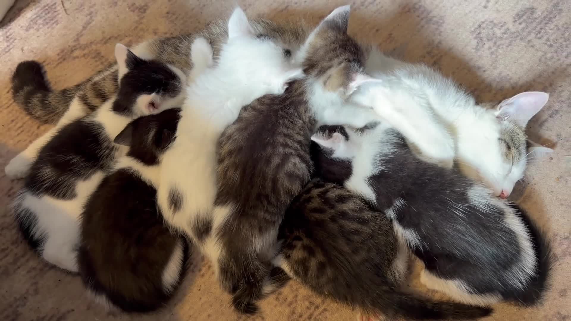 Mixed Breed cats for sale: 3 x Black & white kittens, 1 x boy, 2 x girl in Port Talbot - Video 2