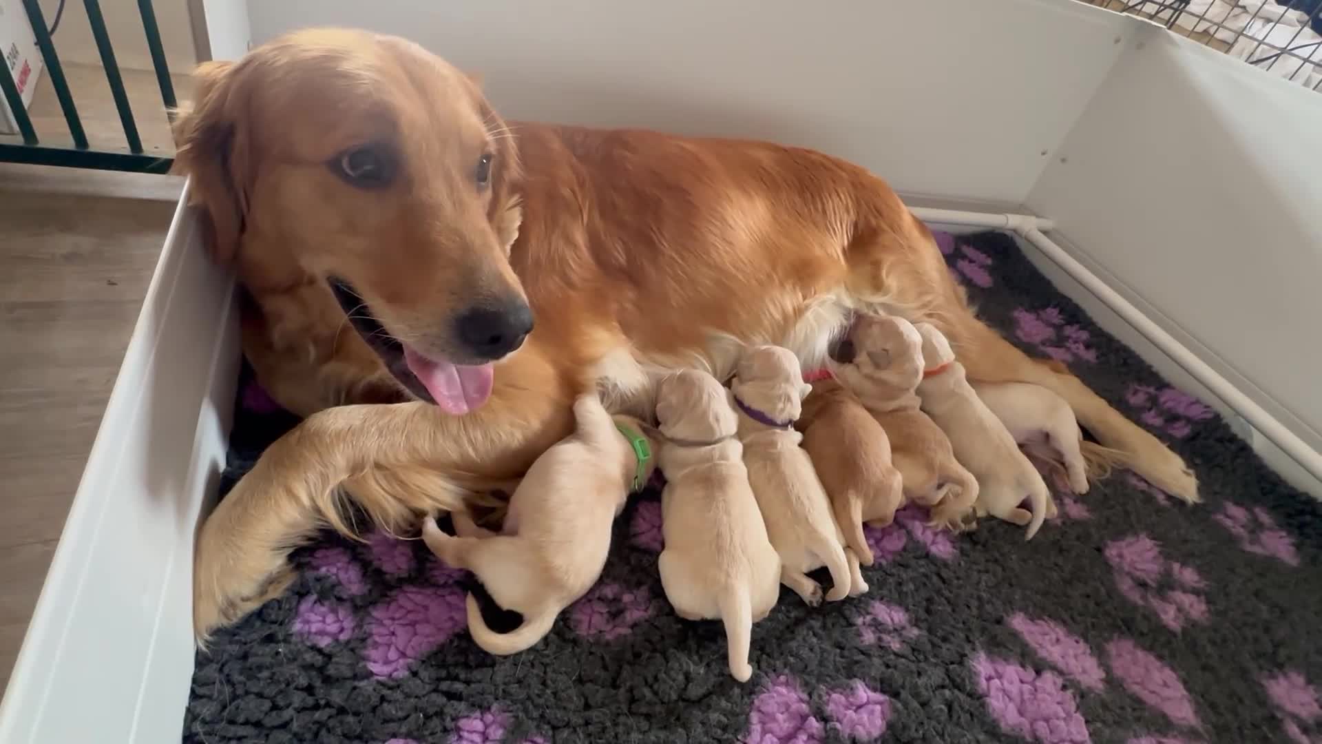 Golden Retriever dogs for sale: KC beautiful Golden Retriever puppies - Video 1