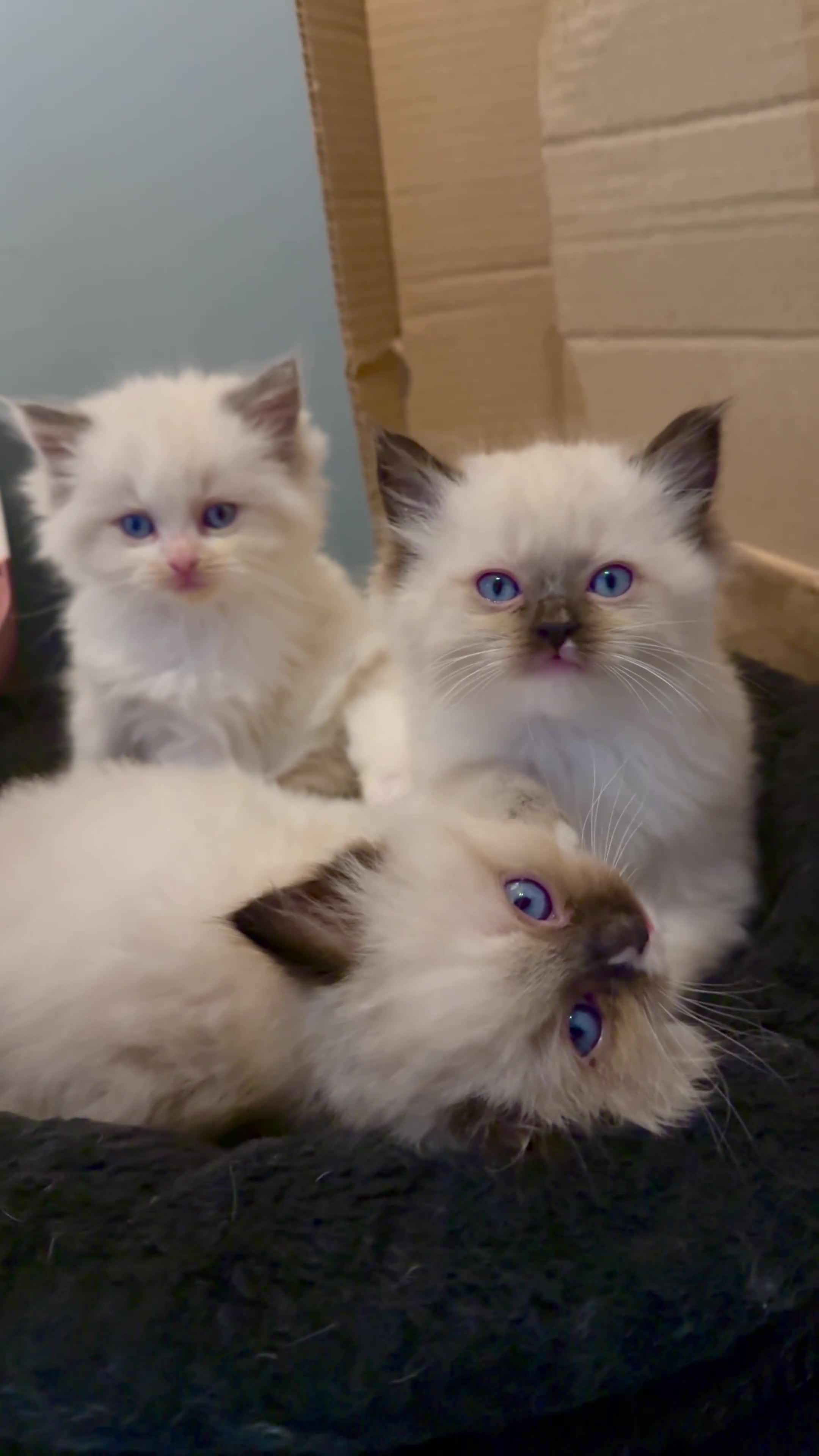 Ragdoll cats for sale: READY NOW TICA ACTIVE Kittens, European bi-colour - Video 2