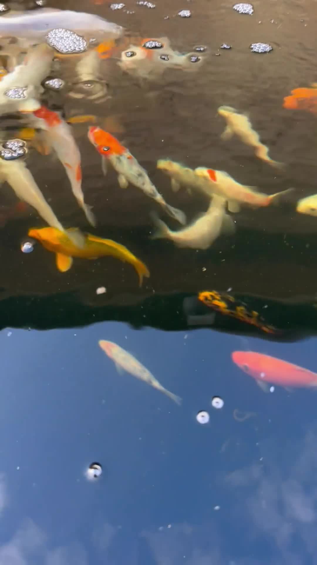 Koi Carp fish for sale: Koi carp - Video 1