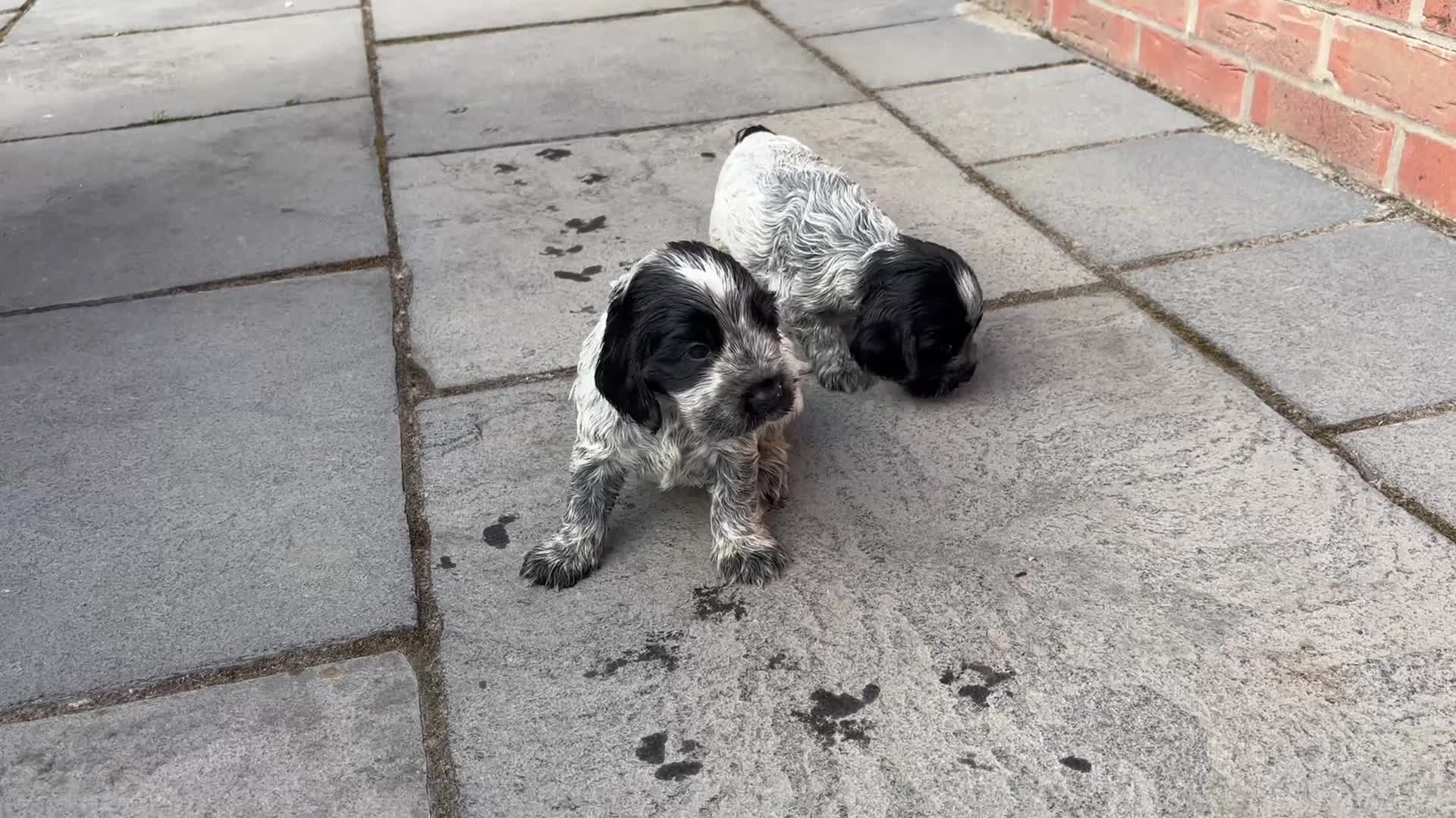 Cocker Spaniel dogs for sale: Cocker Spaniel (Show Type) Blue Roan KC reg  - Video 1