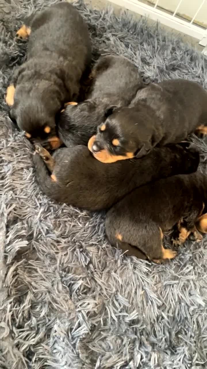Rottweiler dogs for sale: Stunning litter  - Video 1
