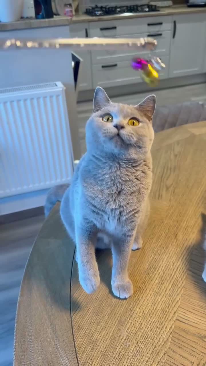 British Shorthair cats for sale: 1 year old active queen  - Video 1