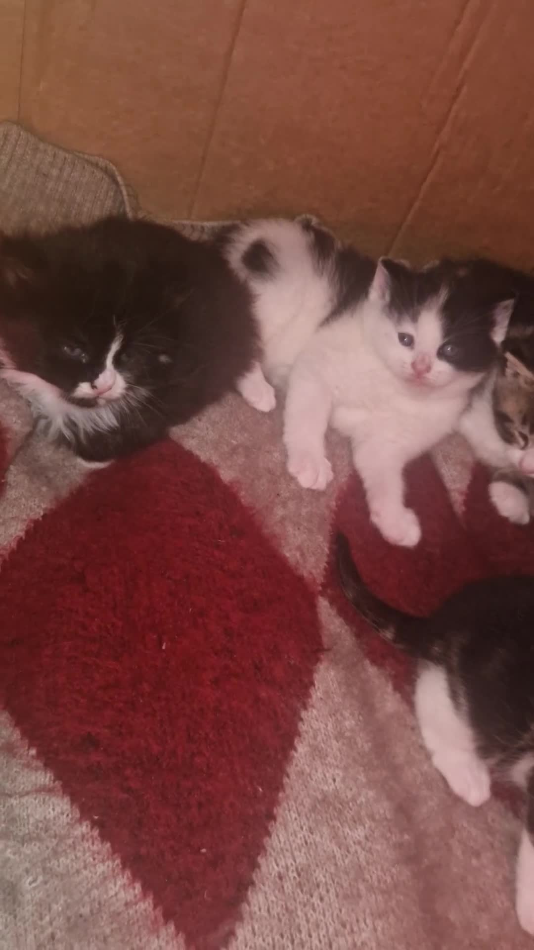 British Shorthair cats for sale: 4 beautiful kittens are ready for new home🏡  in London - Video 2