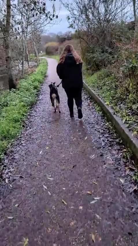 Mixed Breed dogs for adoption: 💙🐶 BRUNO -The Big, Loving Pup: FOSTER or ADOPT - Video 1