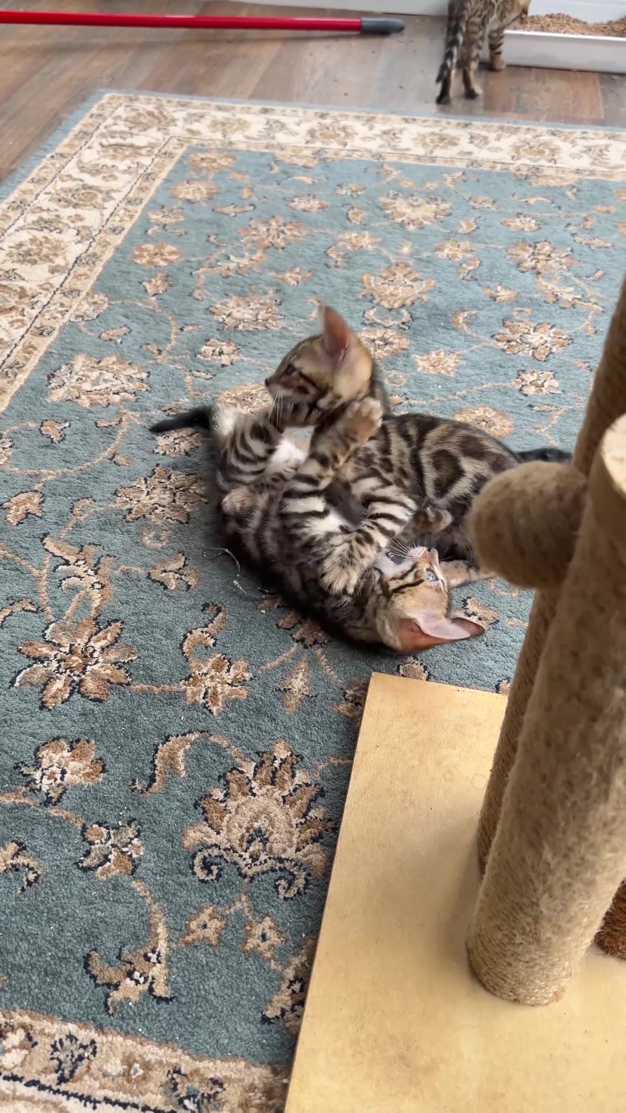 Bengal cats for sale: 🐾 Show quality GCCF Bengal Kittens for Sale 🐾 - Video 4