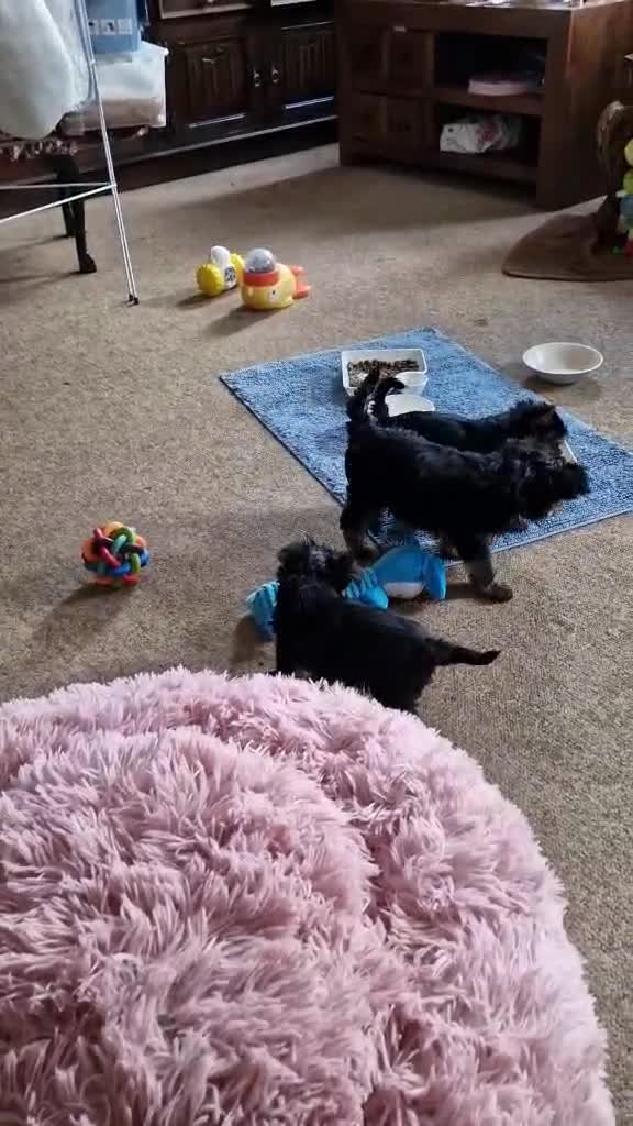 Yorkshire Terrier dogs for sale: Hi Mini Yorkshire Terrier for sale - Video 3