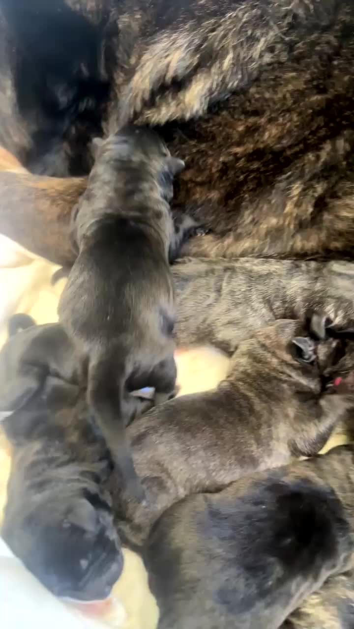 Mixed Breed dogs for sale: american akita cross cane corso puppy’s  - Video 1
