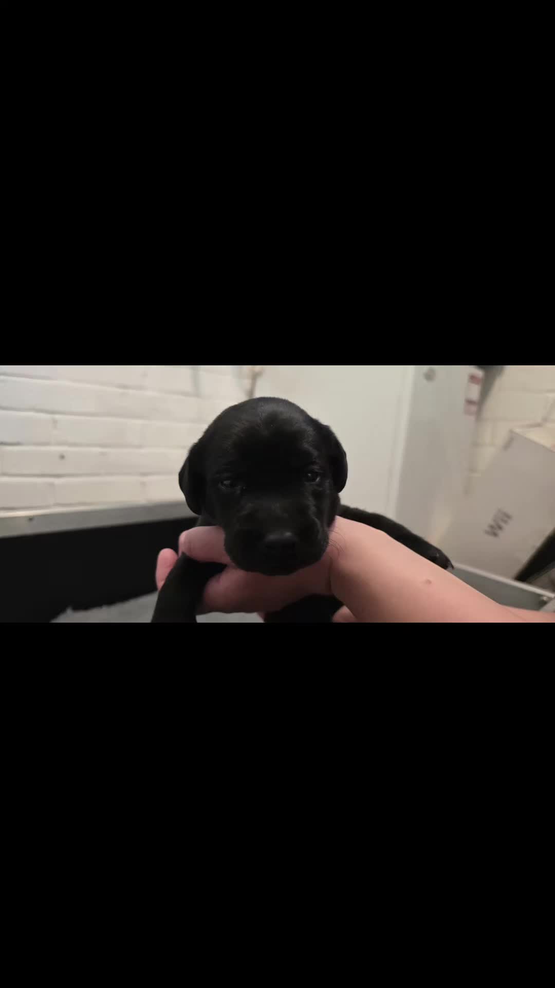 Labrador Retriever dogs for sale: Beautiful boys - Video 2