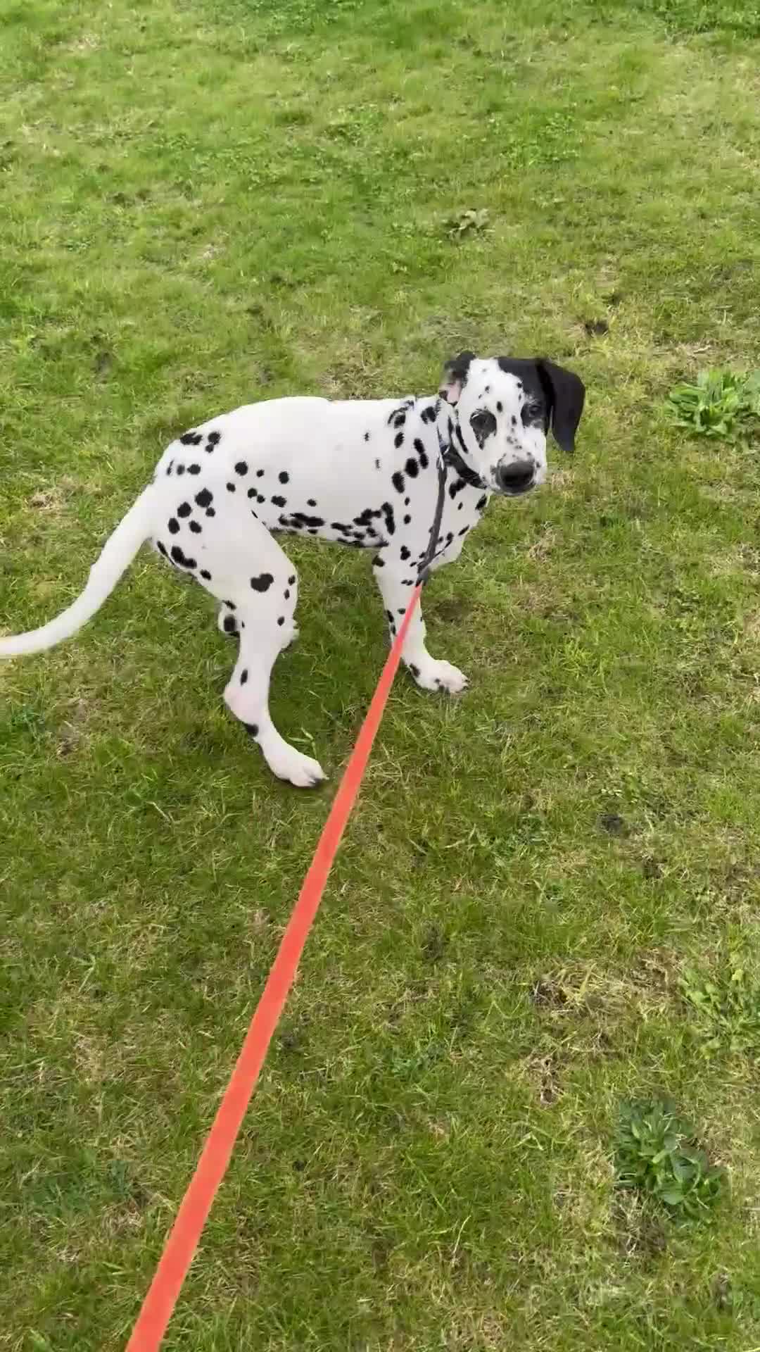 Dalmatian dogs for sale: Dalmatian puppy for sale 5 months  - Video 1