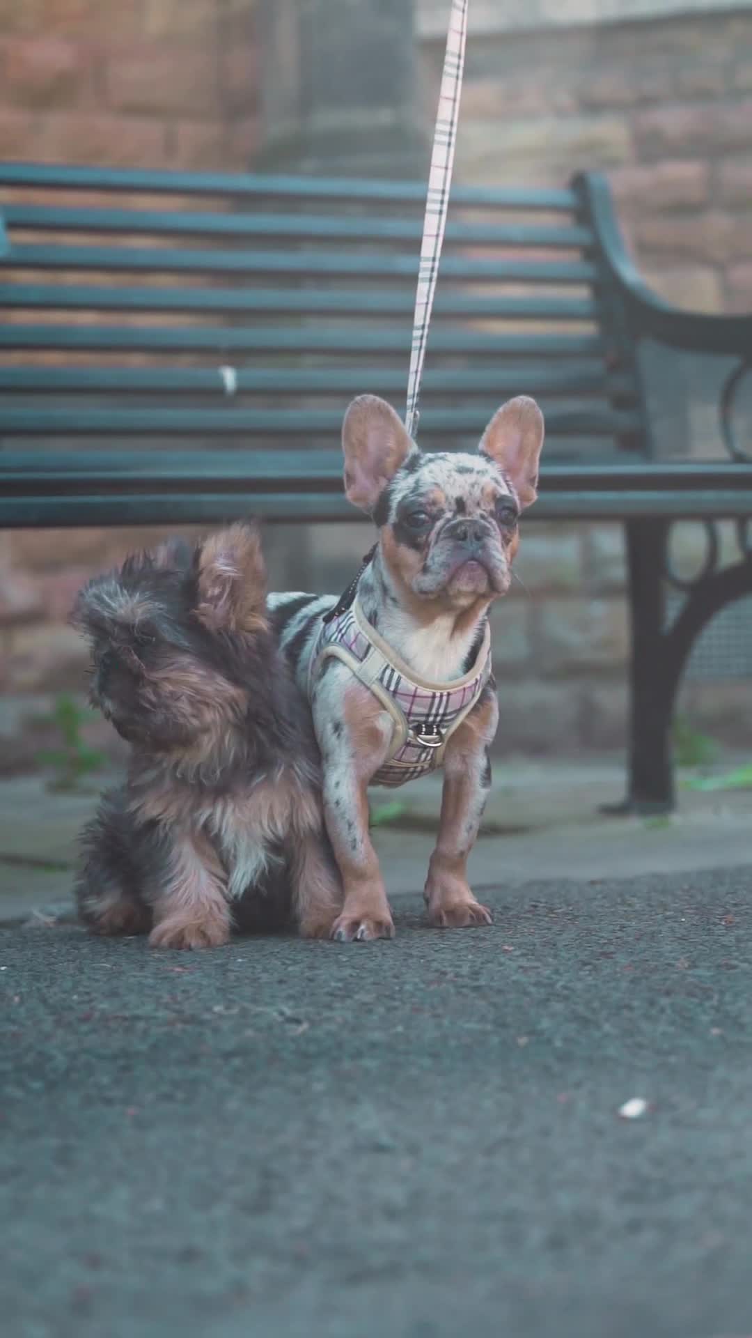 French Bulldog dogs for sale: 🐾Female Merle French bulldog💖 - Video 3