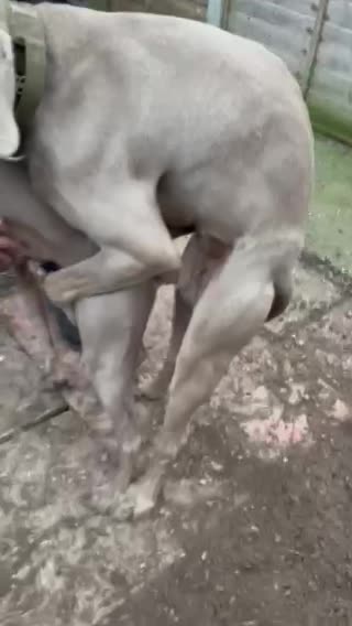 Weimaraner dogs for stud: beautiful Weimaraner super stud proven  in Durham - Video 1