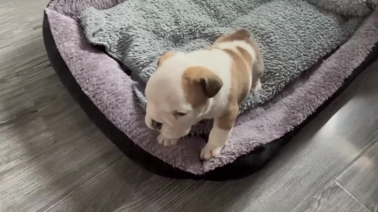 English Bulldog dogs for sale: English bulldog 1 female still available  - Video 2