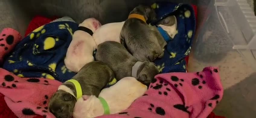 French Bulldog dogs for stud: Best producer known around  - Video 1