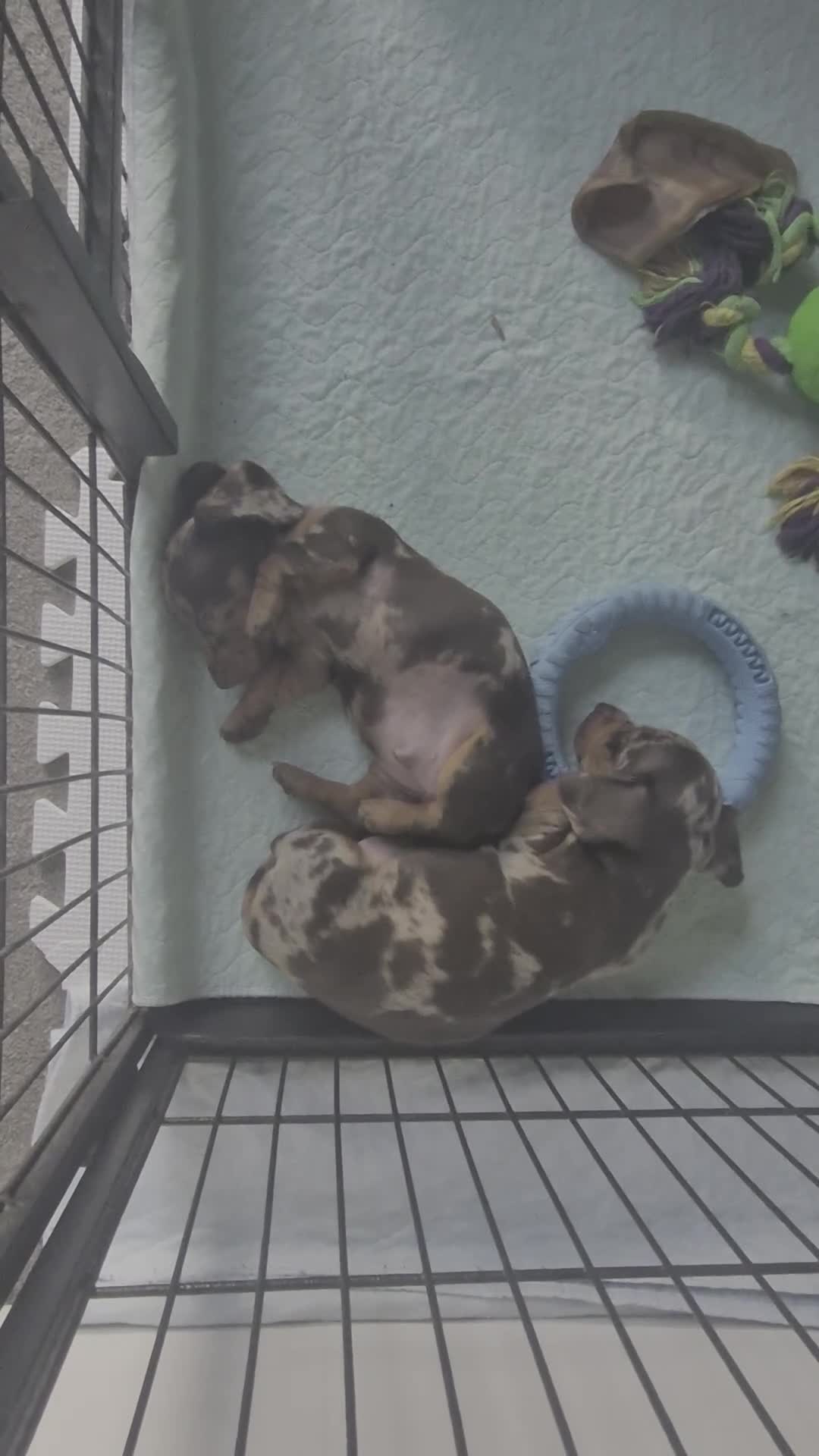 Miniature Dachshund dogs for sale: Chocolate Daple Miniature Boys  - Video 2