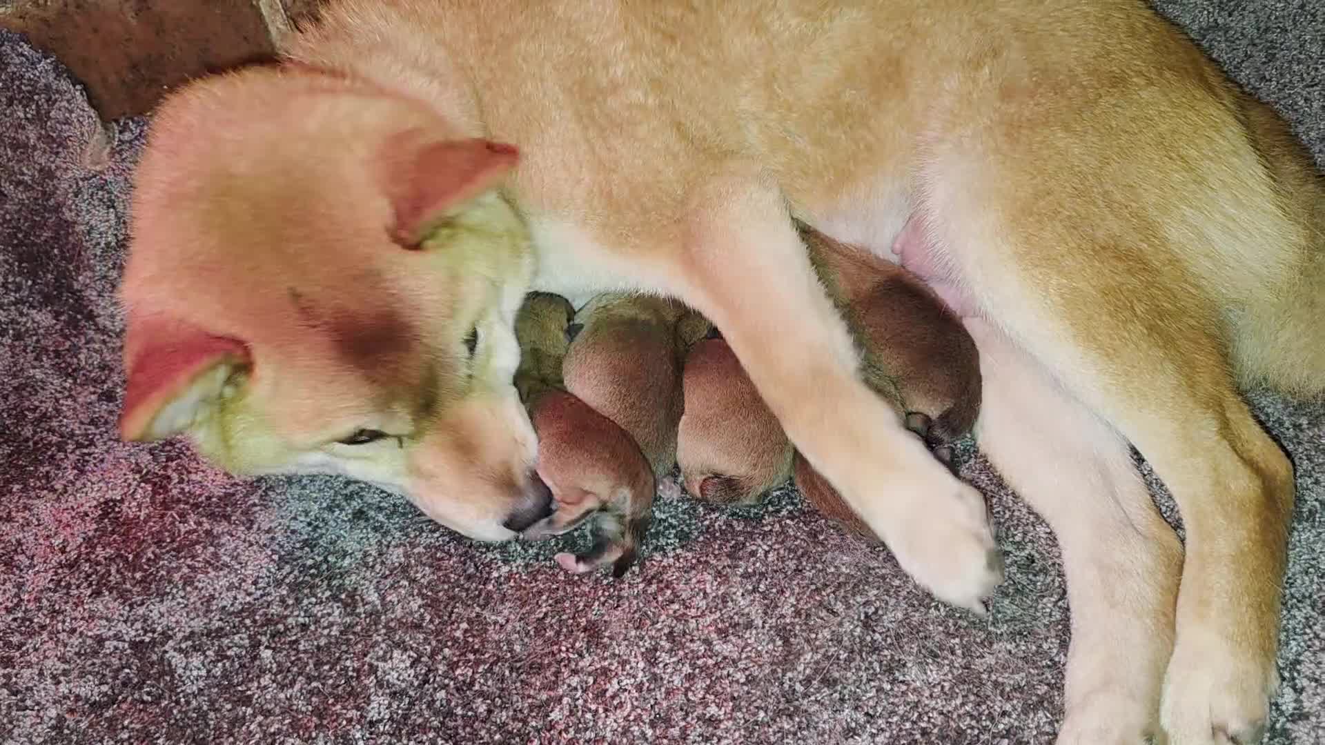 Japanese Shiba Inu dogs for sale: KC Reg Japanese Shiba inu Puppies - Video 1