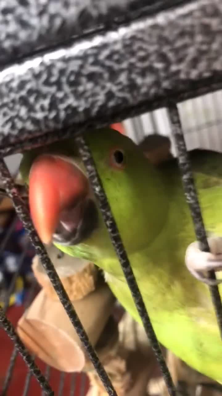 Ringnecks birds for sale: Green ring neck girl Marley  - Video 1