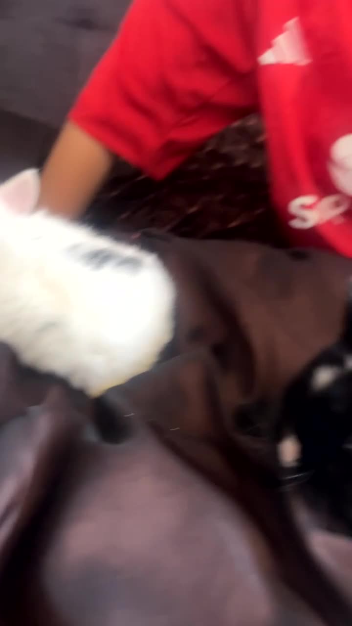 Mixed Breed rabbits for sale: Rabbits in Heywood - Video 1